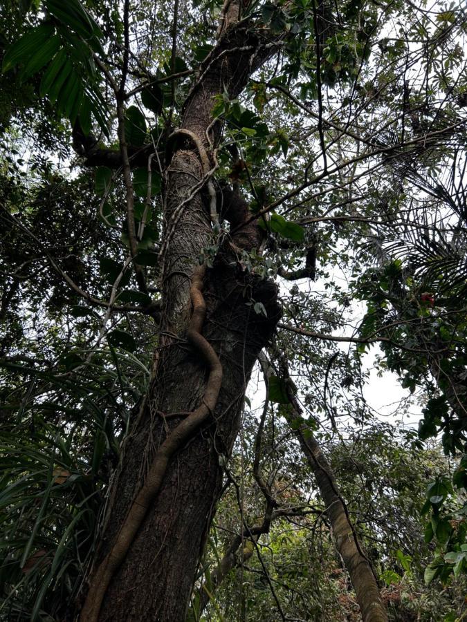 Cabana En Alajuela En Lugar Tranquilo Y Con Mucha Naturaleza. Tambor  Exteriér fotografie